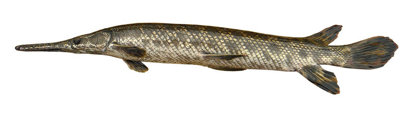 Spotted Gar Emuseum Of Natural History