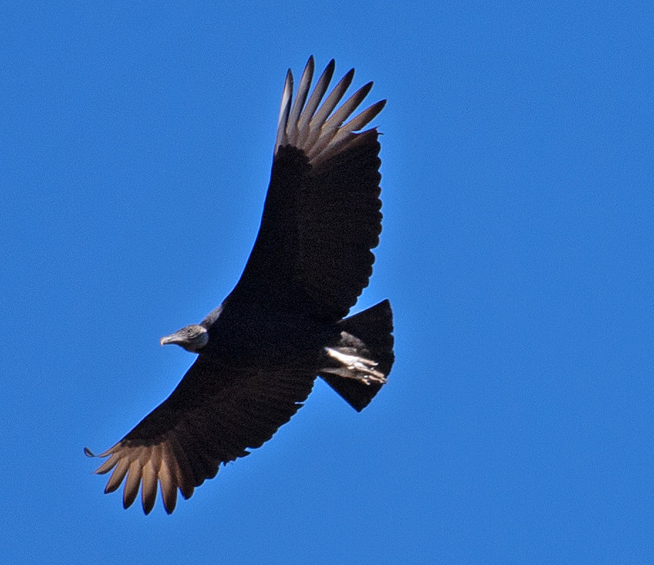 Black Vulture - eMuseum of Natural History