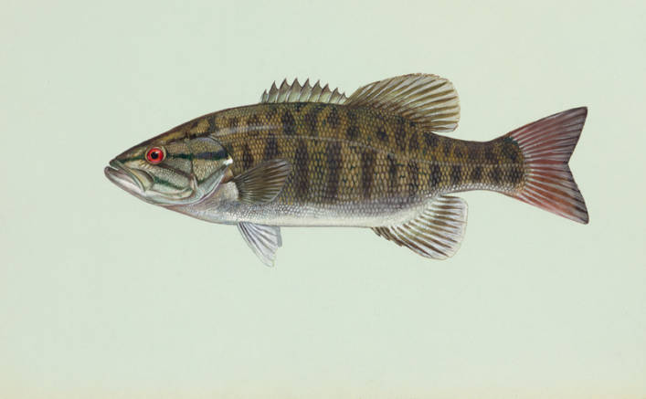 Smallmouth Bass Emuseum Of Natural History